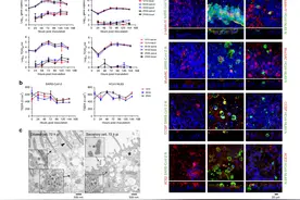 中疾控等研究登自然子刊：新冠能感染更多呼吸道上皮细胞类型图片
