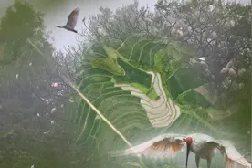 陕西洋县：“鹮田一分”守护濒危朱鹮出成效，可见朱鹮群飞景象视频封面