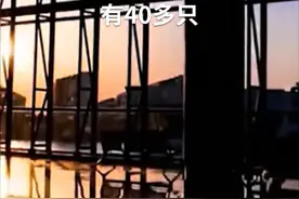 中国财富报道|信息安全龙头获百家机构调研，北上资金狂买！视频封面