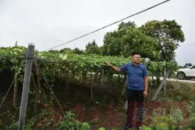 镇平：“小瓜蒌”结成“金疙瘩”图片