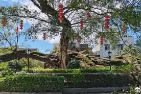 广东河源龙川一棵古榕树突然断裂 树龄超500年被列为一级古树图片