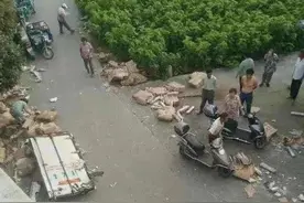 “货车翻车遭哄抢，10吨猪肉只剩3吨！”后续：5人被行政拘留图片