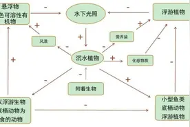 沉水植物如何影响湖泊水体光环境？丨花花万物图片