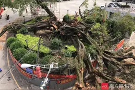 广东河源850年古榕树折断压到房屋汽车，树干腐烂中空，正抢救图片