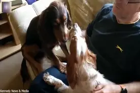 耐力比拼！英国两只宠物狗争抢玩具紧紧咬住一动不动图片