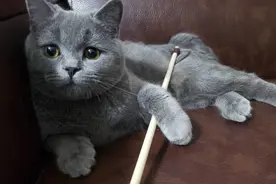 被猫抓伤或致“猫抓病”留意高烧和皮疹图片