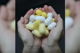 上海科学家研发全球首款“蚕丝硬盘”：可植入人体，可控销毁视频封面
