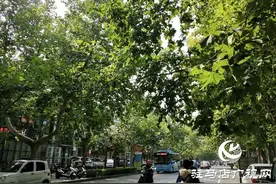 树枝碰到高压线 园林供电忙修剪图片