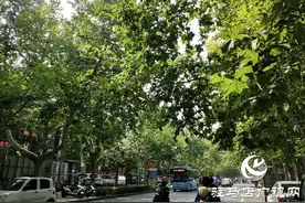 树枝碰到高压线 园林供电忙修剪图片