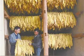 金叶子带来好日子图片