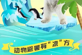 萌化了！看蓬莱海洋极地世界的动物们“花式”过夏天！图片