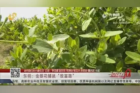 金银花开，金银来！东明流转土地，发展金银花种植，村民共致富视频封面