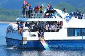 99只海龟回家啦 守护野生动物 我们在行动图片