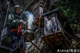 养蜂人变“蜘蛛侠”，攀崖爬壁割蜜图片