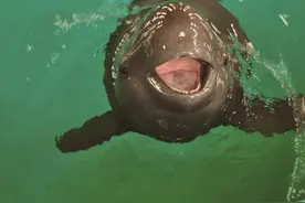 湘江10年禁渔！为长江大保护贡献“长沙力量”图片