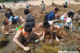 青岛：游人栈桥赶海乐图片