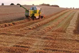 德国迎农作物丰收季！收割机田野作业忙图片