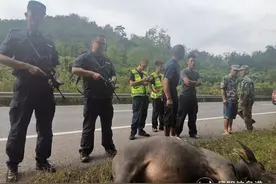 受惊水牛乱窜伤人 勐腊特警高速公路上飞车追击果断击毙图片