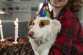 年轻“铲屎官”为他们的宠物到底花了多少钱？图片