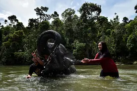 世界动物保护协会：给大象洗澡等旅游项目同样存在动物伤害图片