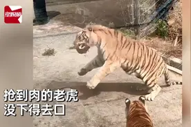 太萌！母老虎为吃肉躺地卖萌撒娇，公老虎一脸无奈将肉让出图片