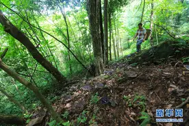高山灵芝撑起村民致富梦图片