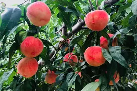 社畜→卖桃的精神小伙→“抖音网红”丨Business peachy for farmers selling on Douyin图片