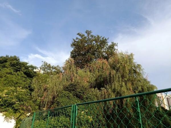 高温天这种虫害高发，号称植物的天敌！你能来帮忙除害吗？