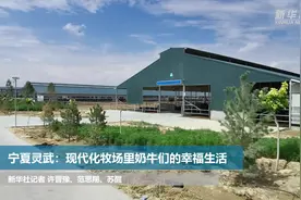 宁夏灵武：现代化牧场里奶牛们的幸福生活视频封面