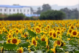 河南洛阳：油葵花开醉游人图片