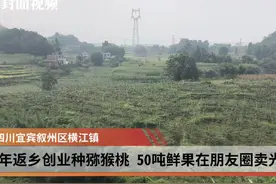 80后青年返乡创业种猕猴桃 50吨鲜果在朋友圈卖光视频封面