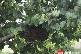 蜂王闹“分家”几分形成巨型蜂巢吓煞居民图片