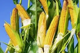 老家故事｜玉米飘香图片