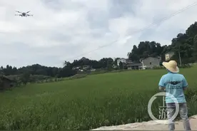 伏天下的坚守③ | 他每天在田野里奔跑，驾驶无人机保护农民的梦图片