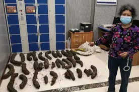 心痛！重庆百株蕨王桫椤遭盗伐，三峡库区仅此一处图片