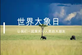 世界大象日：让我们一起来关心人类的大朋友