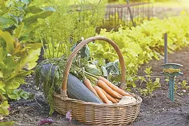 开垦荒地种菜，老两口的田园式锻炼图片