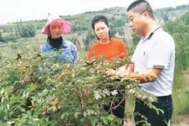 宁夏固原“闽宁对口扶贫协作”纪事：缚住贫困苍龙图片