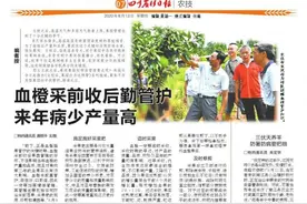 三伏天养羊防暑防病要把细图片