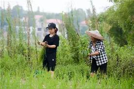 火了！湖南这个海归女硕士回家种地带领村民致富，引进改良版山地轨道车，未来还将发展乡村旅游图片