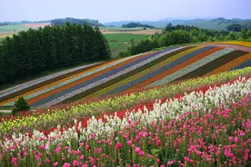北海道乡村花田，是谁“打翻”了调色盘？图片