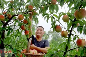 宜阳90后小伙返乡创业 电商助农销售水蜜桃图片