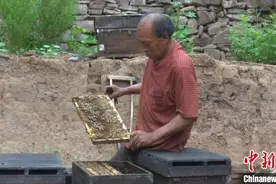 六旬伤残老人养蜂脱贫记：我残疾了但双手是好的图片
