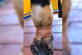 福建下海救人的两匹“救命恩马”，不幸离世图片