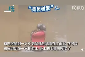 四川乐山洪峰过境，小老鼠死死抱住拖鞋漂在水面，网友：聪明啊图片