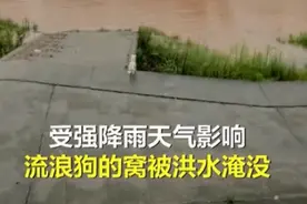 被大叔救出来后，狗妈妈冲入洪水救小狗，这一幕令人感动图片