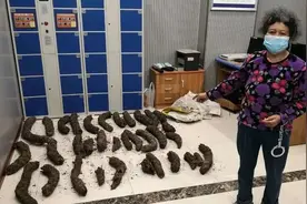 马上评丨“国宝级”植物被非法采伐，为何一年无人察觉？图片