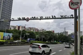 最全！东莞多个路段新增电子警察，抓拍这些行为图片