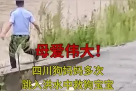 母爱伟大！狗妈妈多次跳入洪水中救狗宝宝图片