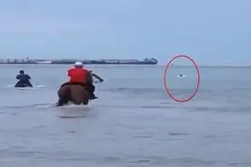 下海参与救人的两匹马肺部感染致死，马主人婉拒赔偿图片